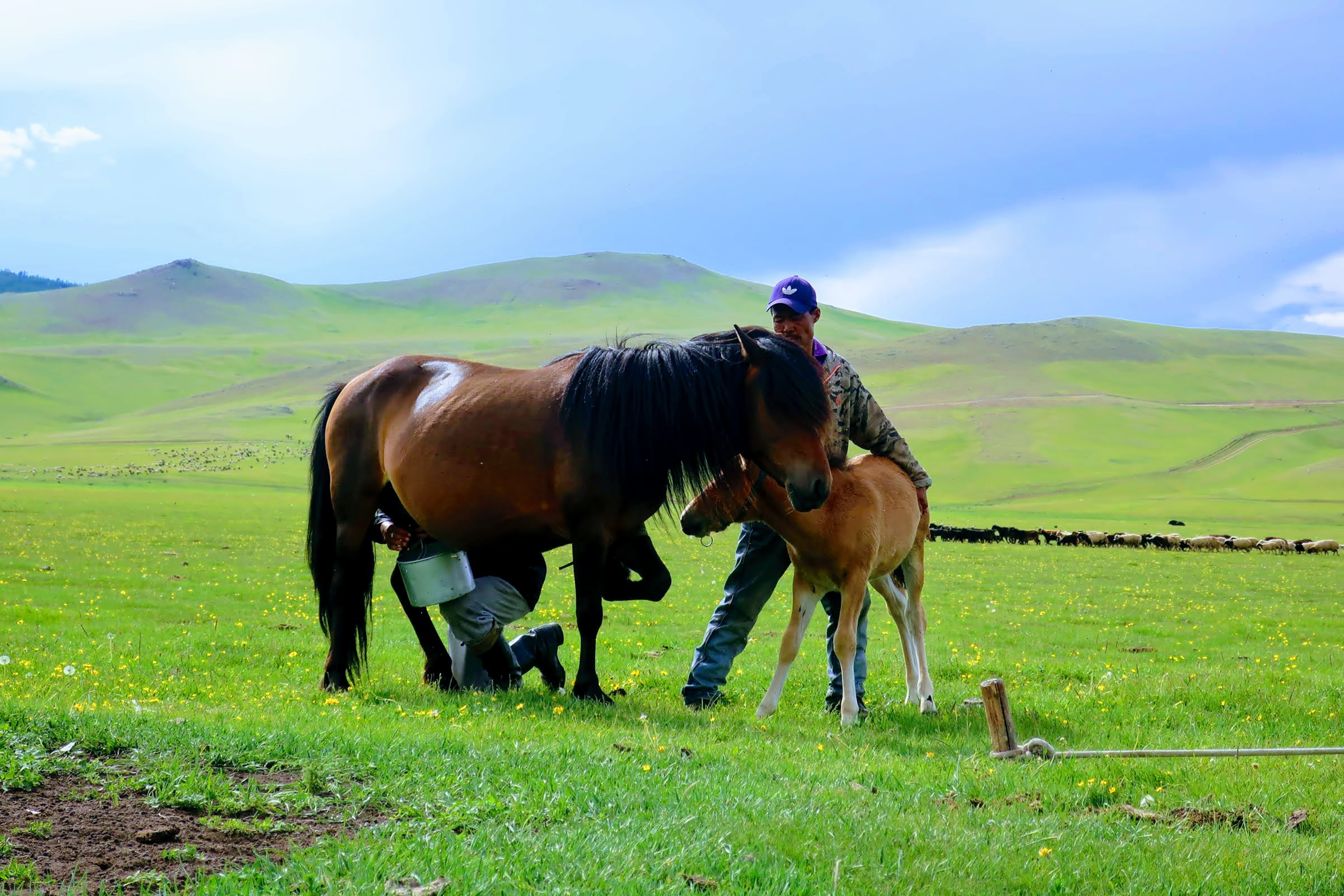 Horse milking in Mongolia