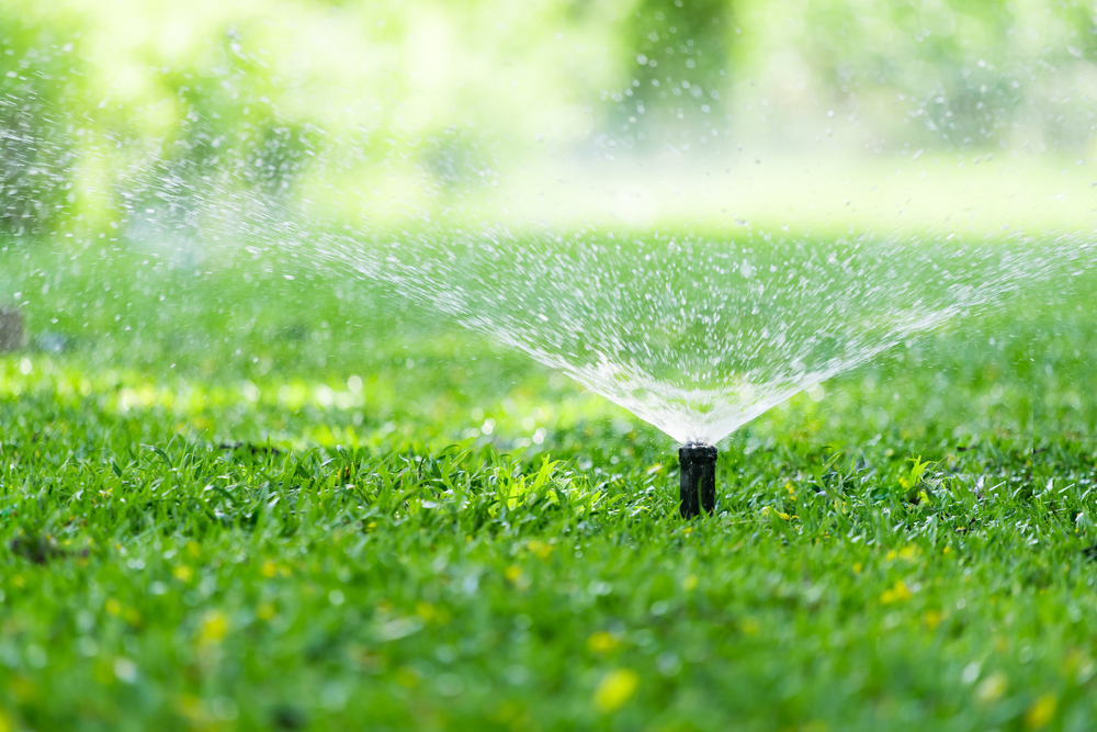 Best Watering Practices for Bermuda and St Augustine Grass