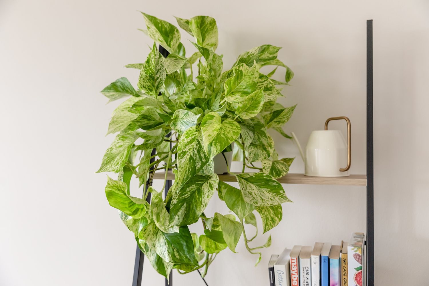 Snow Queen Pothos