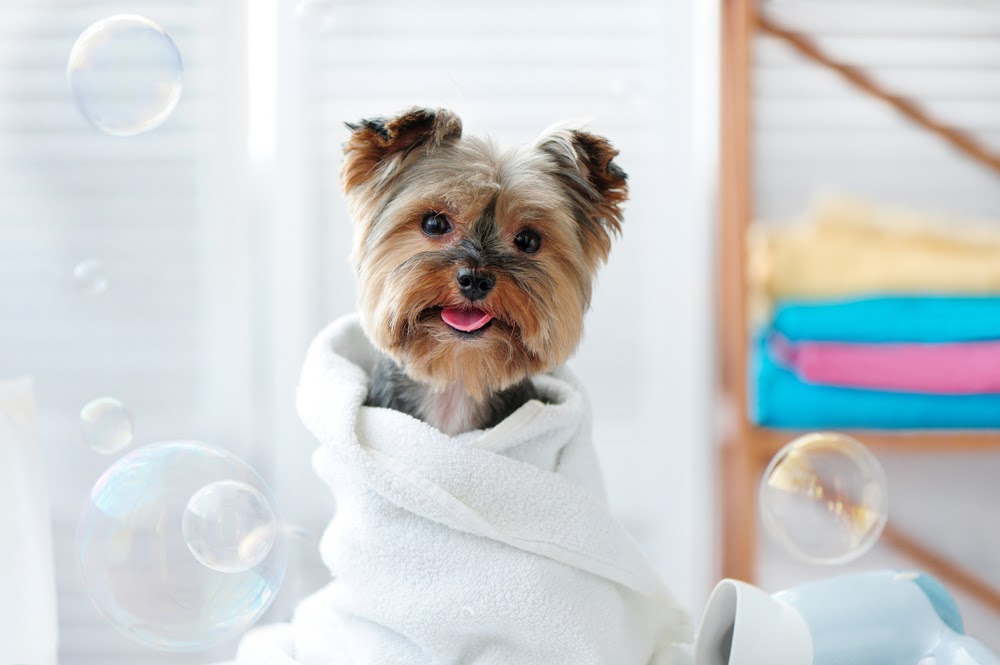 keep your dog fresh without the need for water using dog dry shampoo