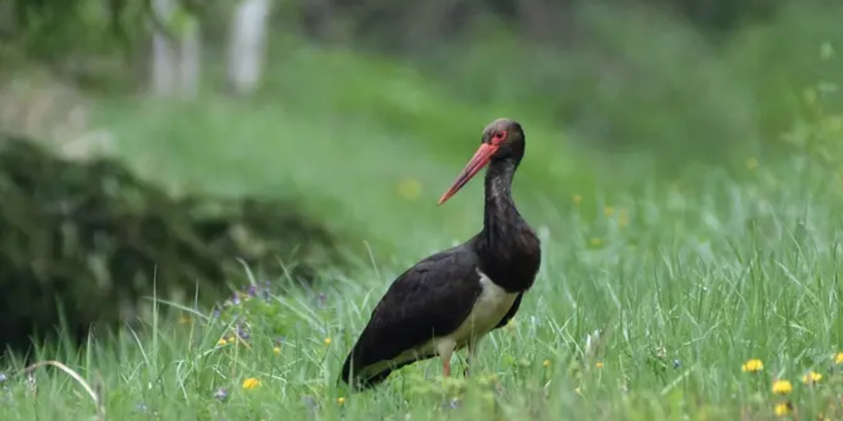 interesting animals in portugal