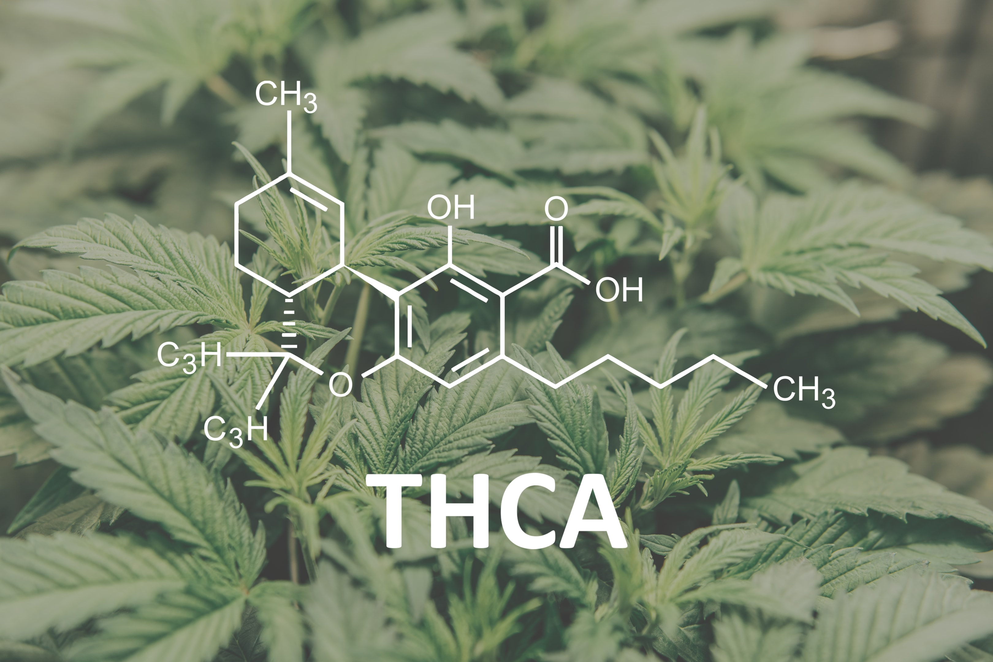 Top 6 THCA Flower Strains to Try in 2025