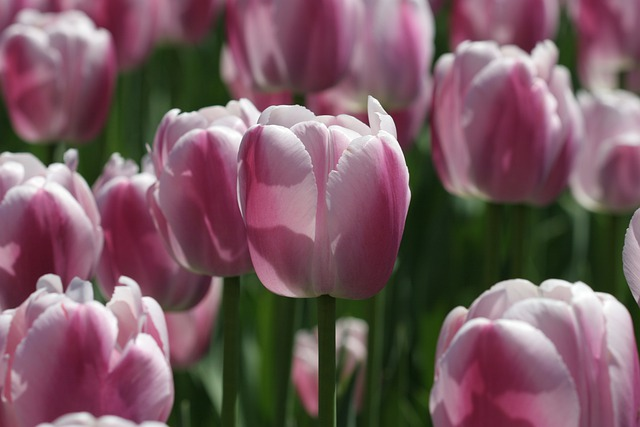 flower, tulip festival, tulip festival ottawa