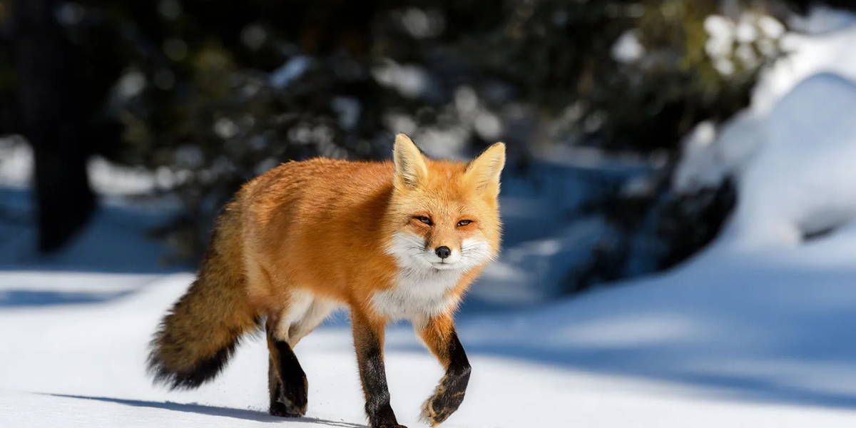 interesting animals in the boreal forest