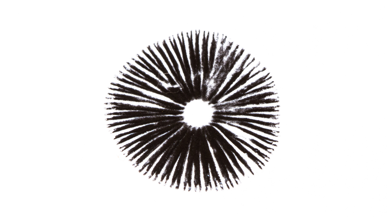 Black Spores on White Paper