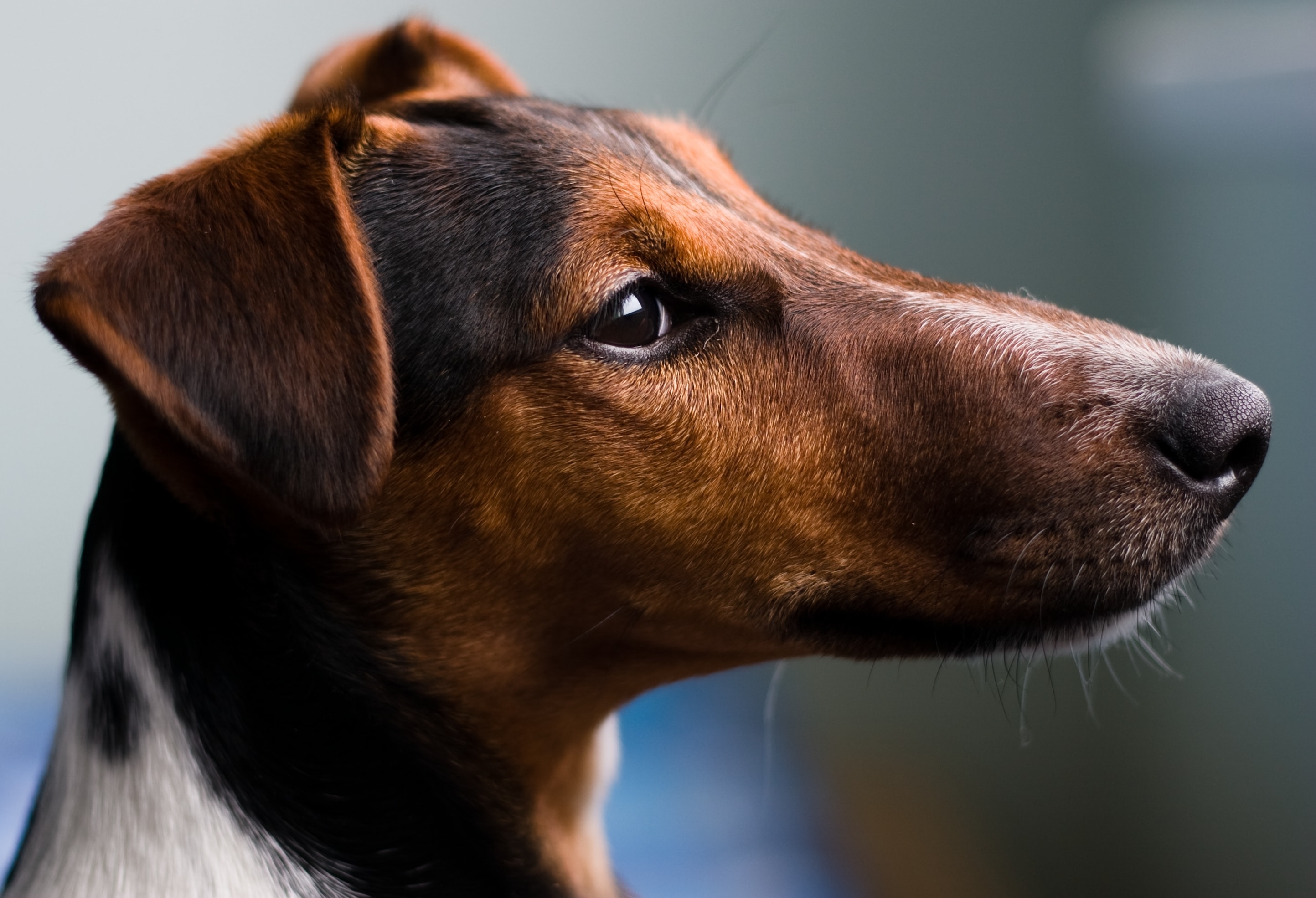 A close up view of the Smooth Fox Terrier's head and expression