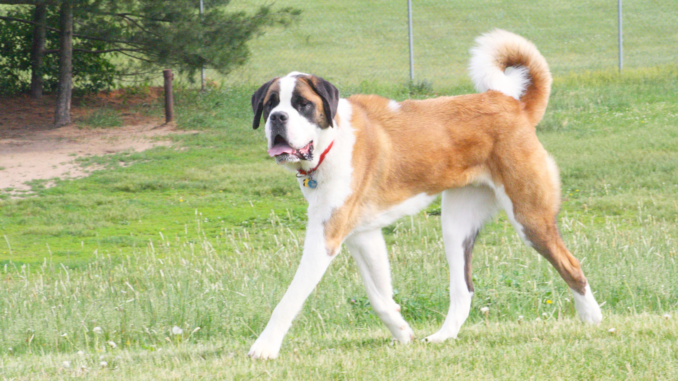 A well groomed Saint Bernard walking in a park