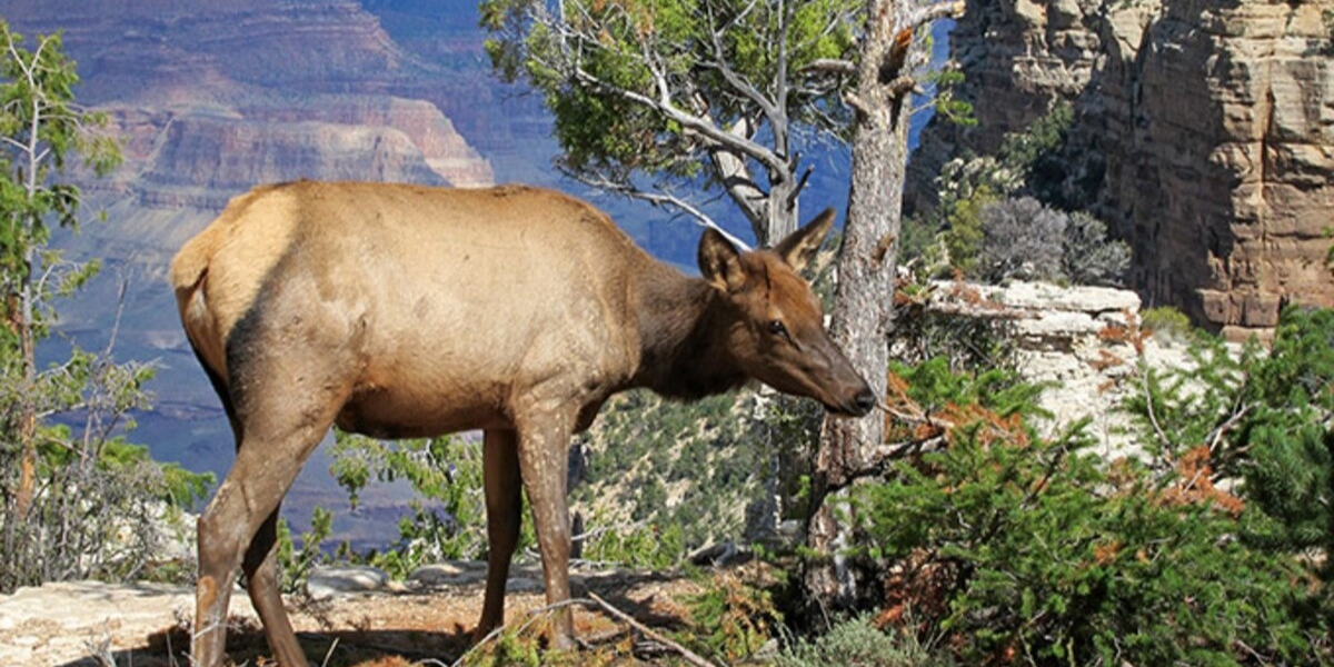 10 Interesting Animals In The Grand Canyon 10 Interesting Animals In The Grand Canyon