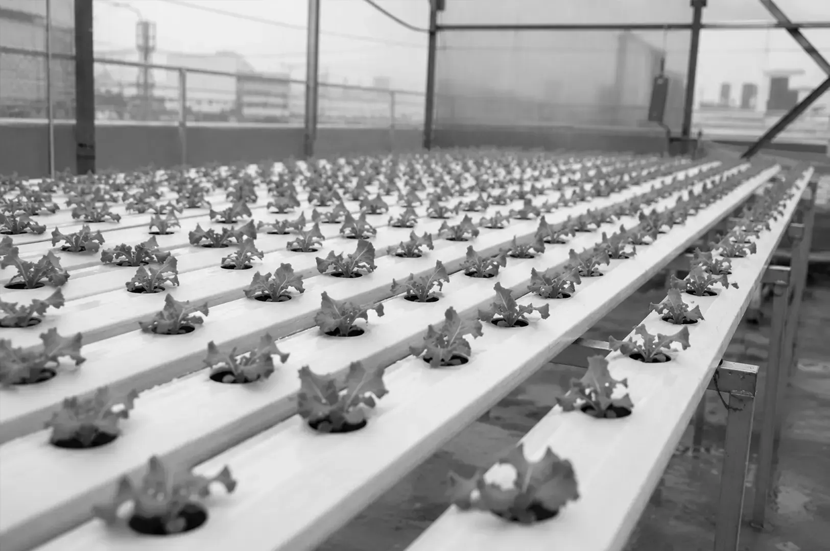 Rows of leafy greens growing in a modern hydroponic farm that supplies fresh produce to local restaurants.