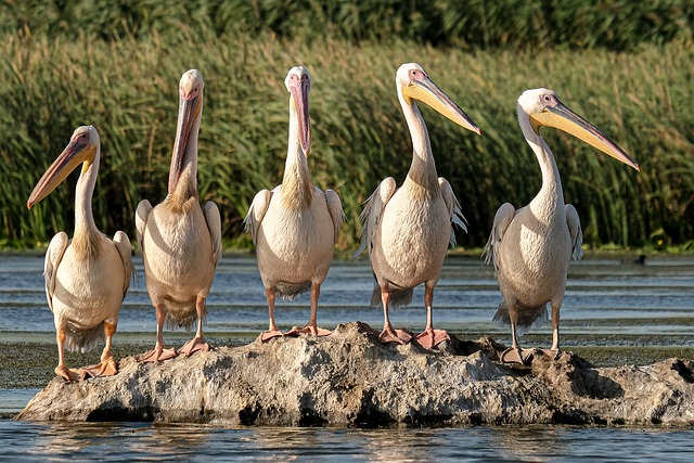 great white pelicans, birds, rock