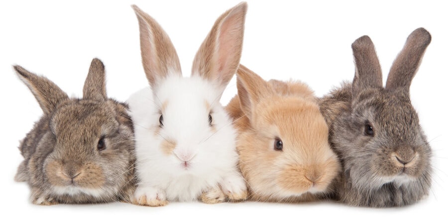 The Basics of Rabbit Color Genetics