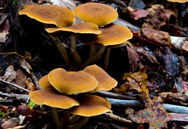 strongest mushroom strain