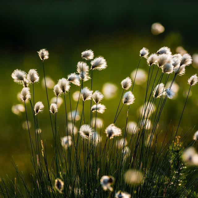 cotton grass, flower, plant