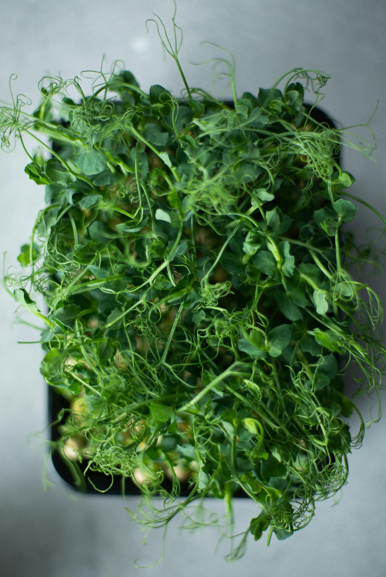 The health benefits of growing microgreens The health benefits of growing microgreens