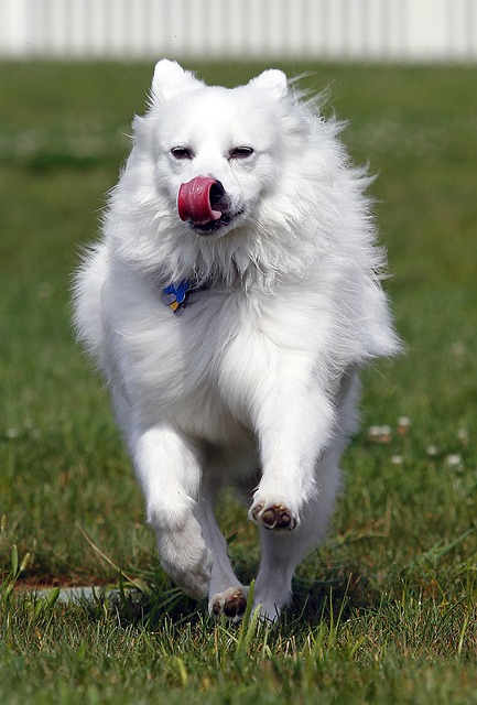 facts about american eskimo dog, american eskimo dog head, american eskimo dogs standing