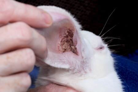 Lop Ear Rabbits Ear Care