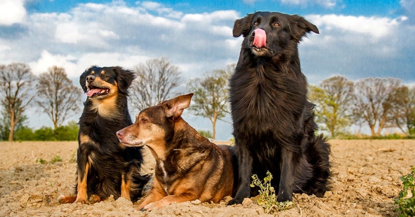 Multiple Dogs Boost Family Happiness