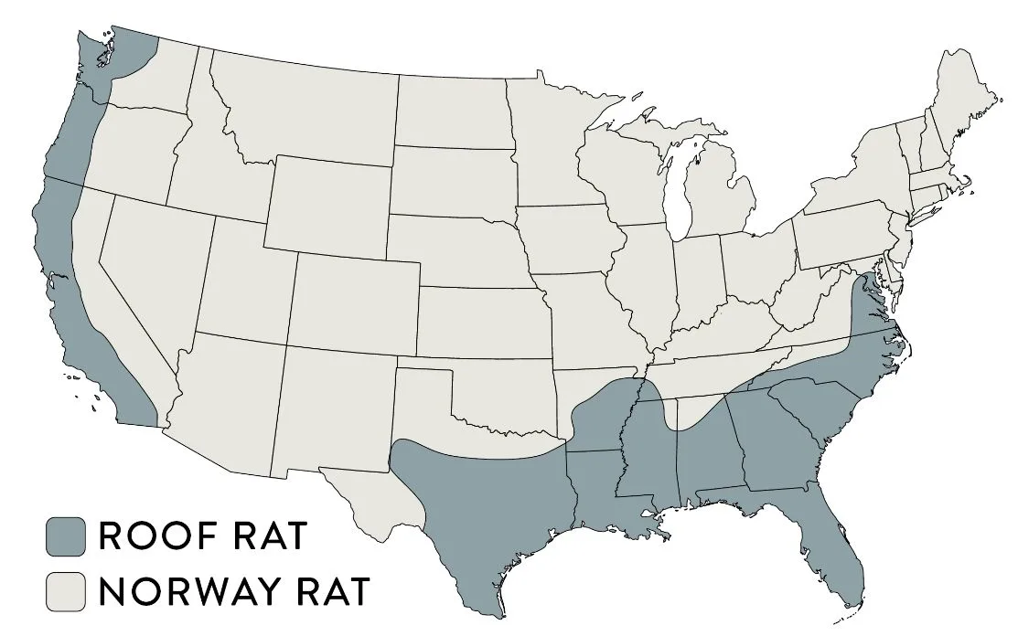An illustration showing where roof rats and Norway rats can be found in the United States.