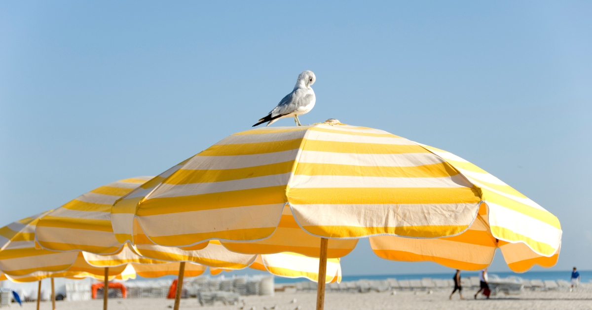 Seagull perched on a striped beach umbrella on a sunny Stone Harbor NJ beach — find pet-friendly and family-friendly Stone Harbor vacation rentals on ShoreSummerRentals.com