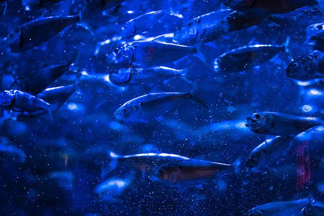 school, fish, menhaden