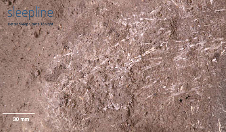 Litière d'herbe fossilisée d'Afrique du Sud.