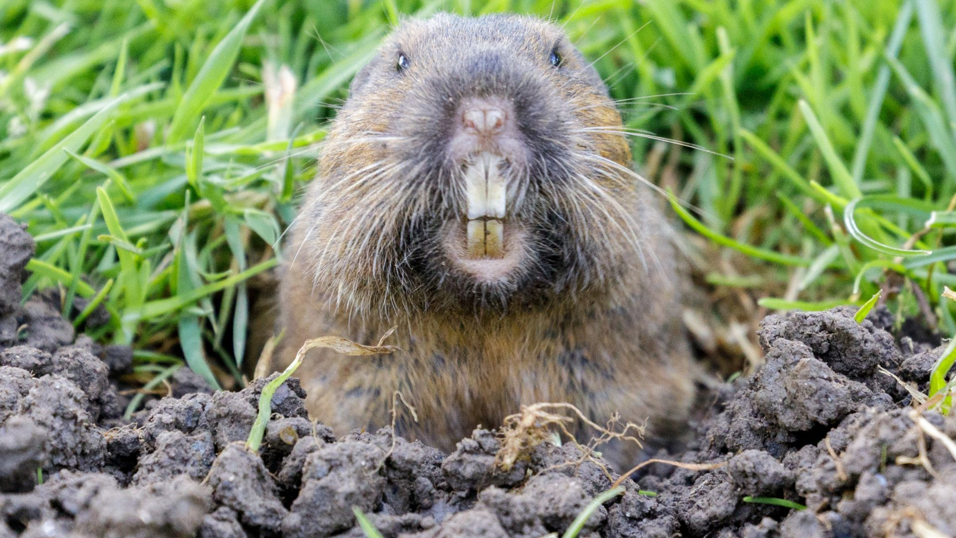 An image of a pocket gopher sticking its head out of a hole and showing its four large incisor teeth.