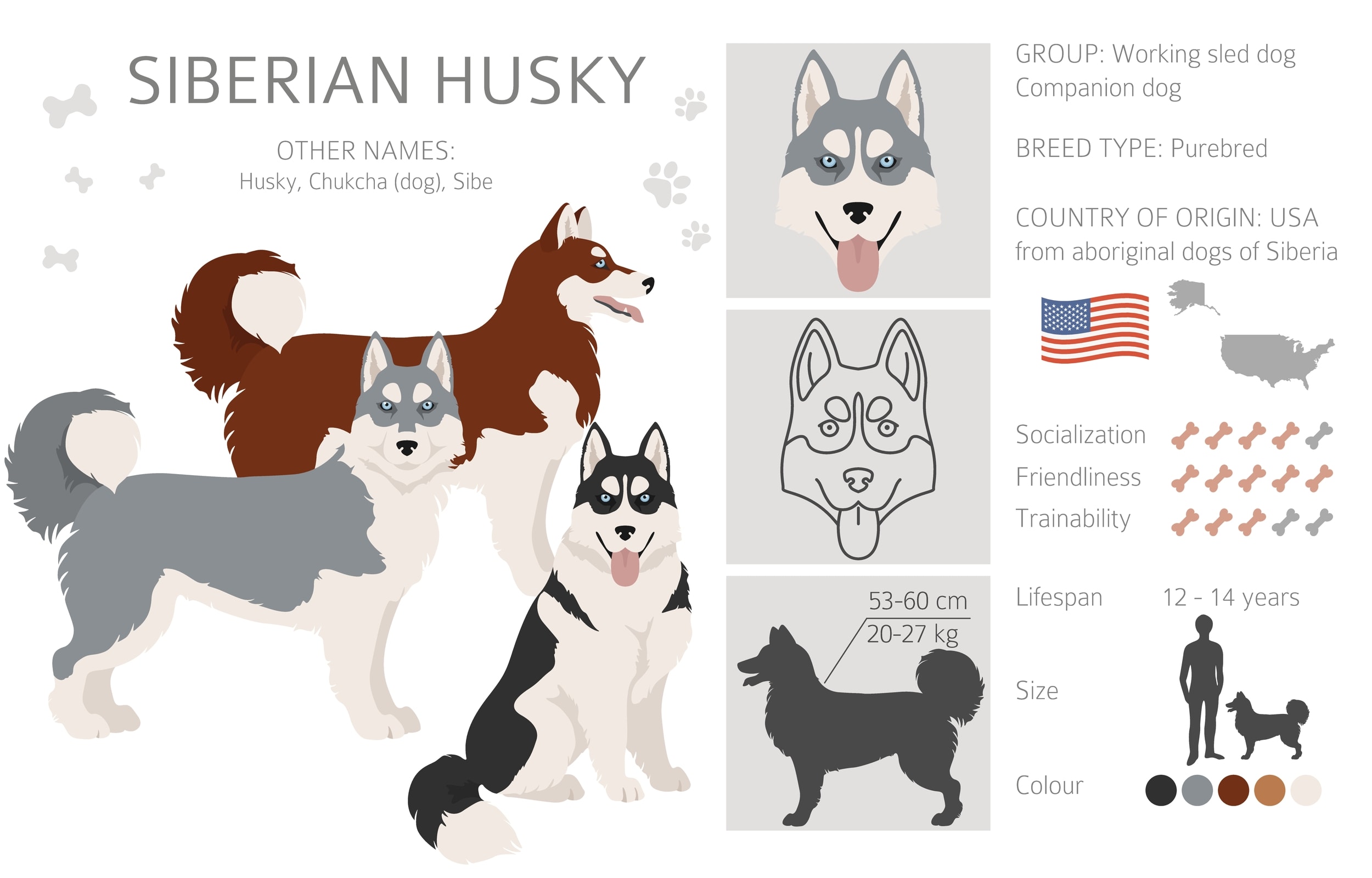 An infographic of the Siberian Husky