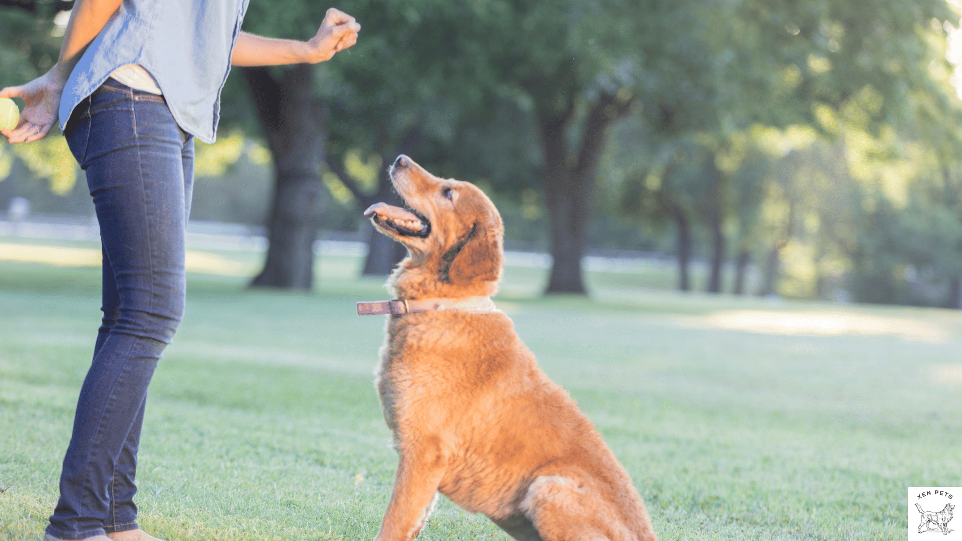 whining dog being trained