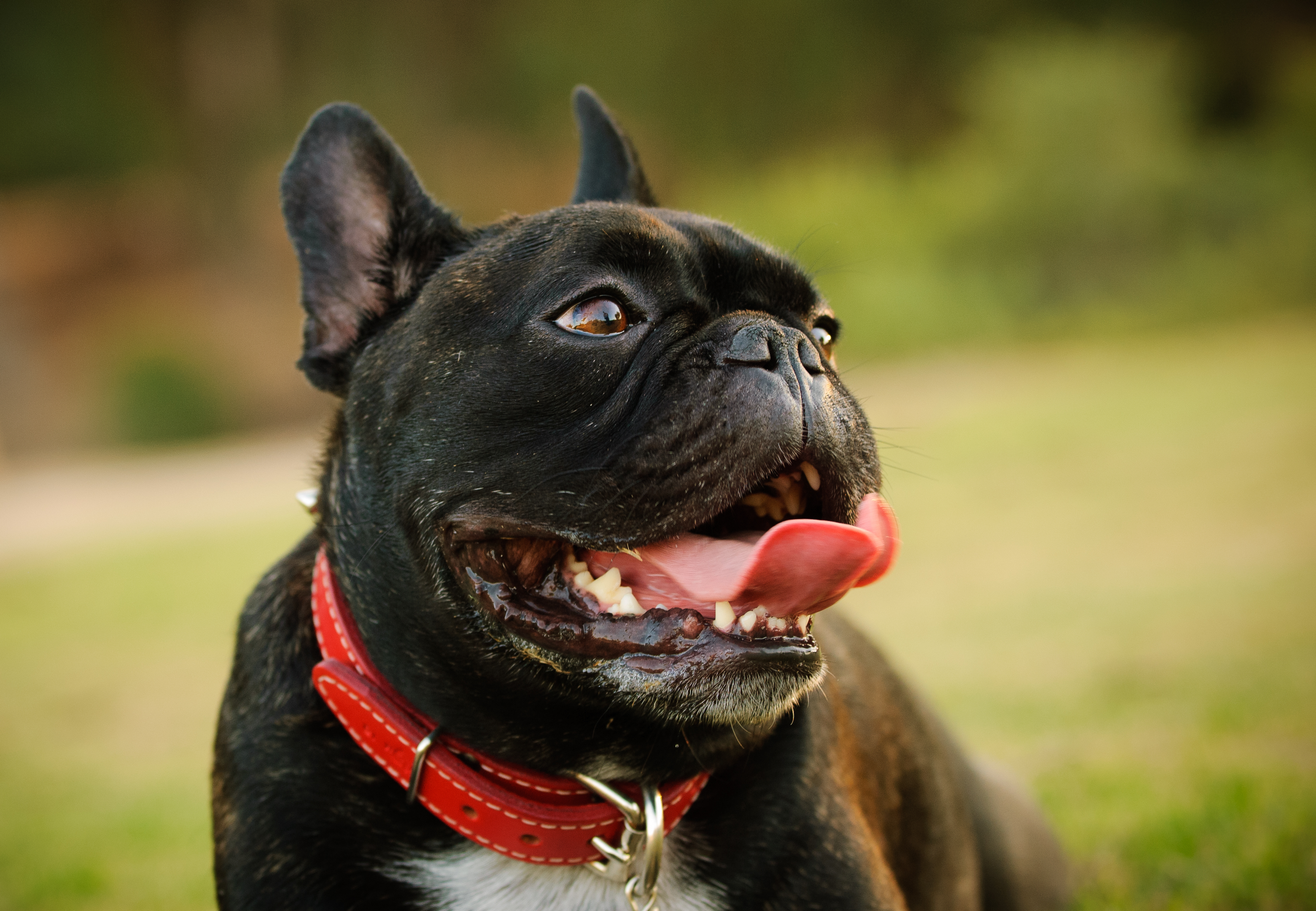 When a dog is overheating the tongue will furl up and a dog's ability to cool down further are compromised. 