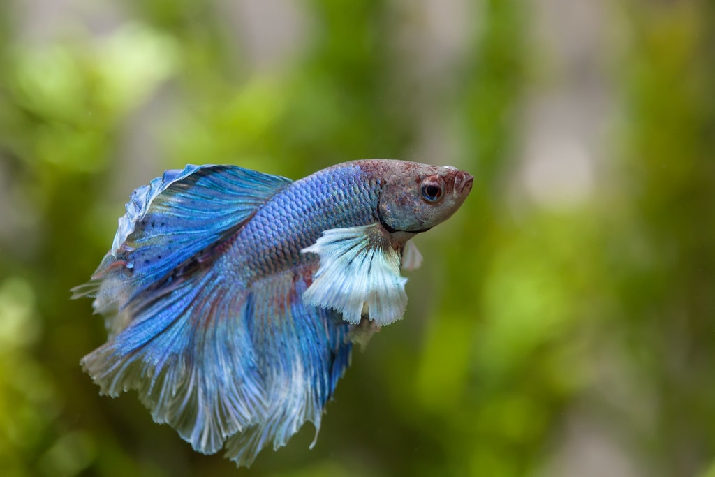 Beta fish can create bubble nests