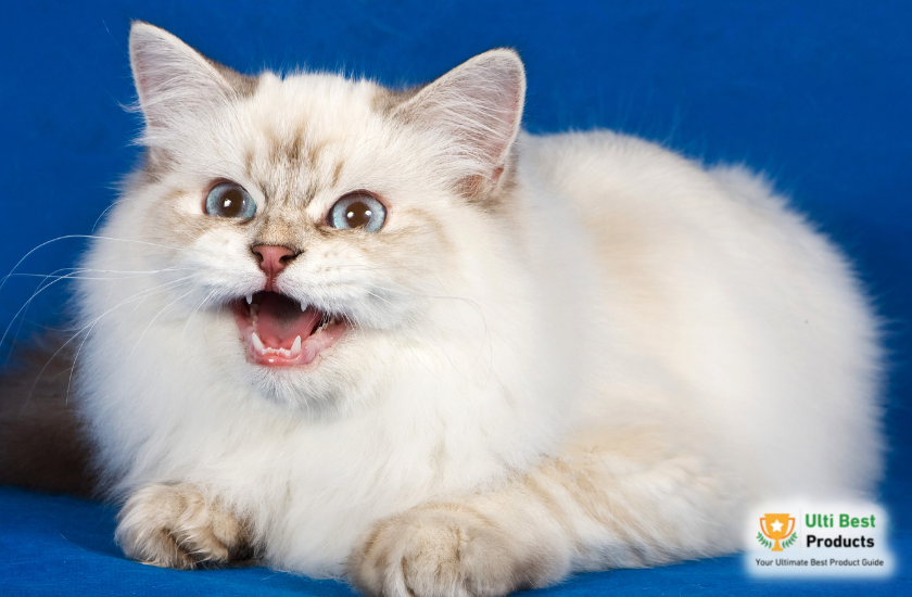 Siberian Image Credit: Canva in a post about 26 of The Best White Cat Breeds