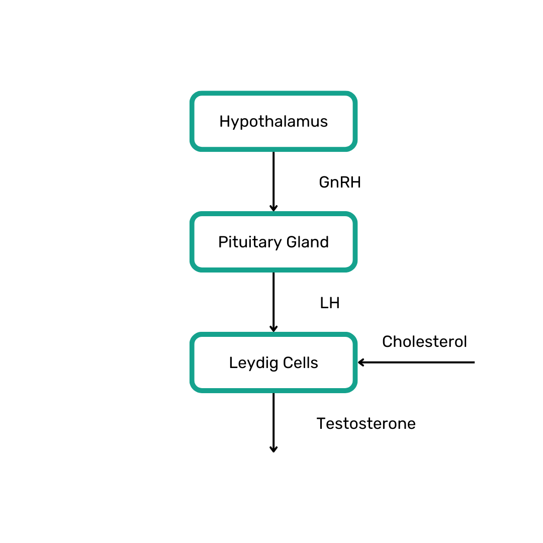 leydig cells, normal testosterone levels, testosterone deficiency 