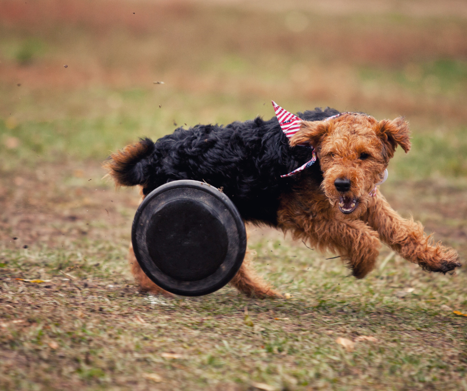 A Welshie exercising with a frisby