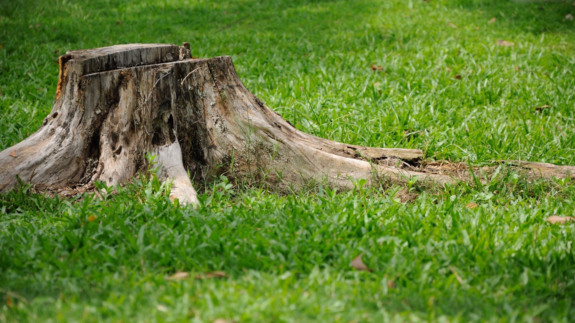 A stump with the tree removed.