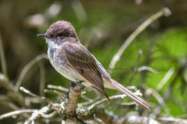 bird, eastern phoebe, full-profile