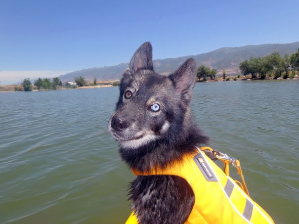 dog on a paddle board