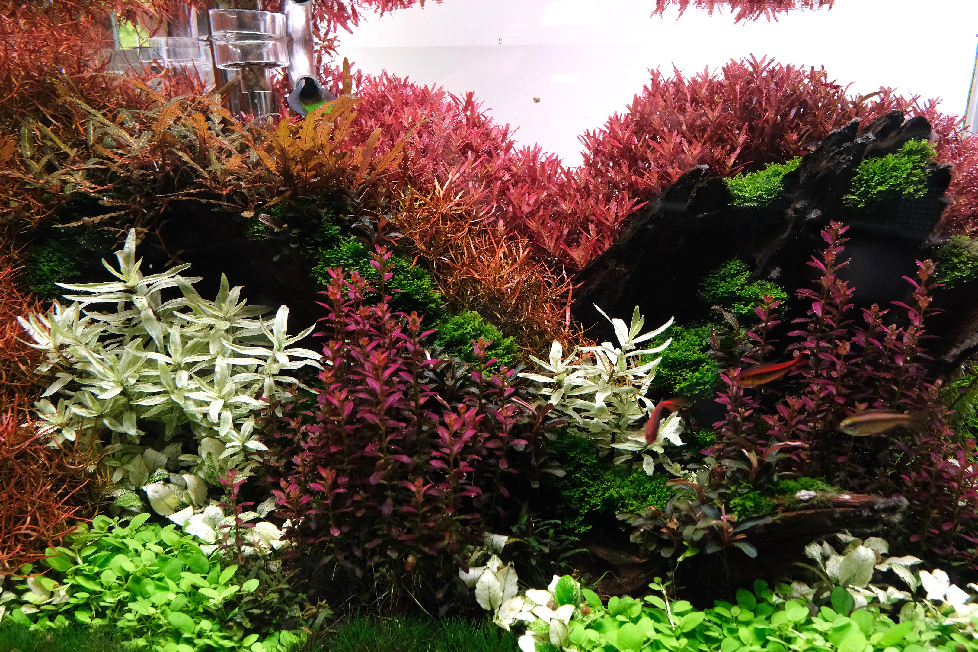 Rotala florida