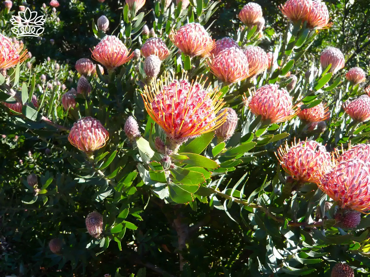 Cluster of red Protea flowers with green leaves - Fabulous Flowers and Gifts, Proteas Collection