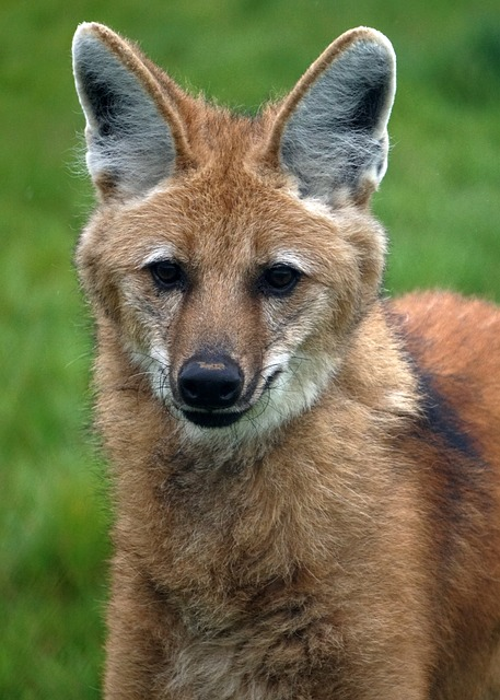 animal world, maned wolf, predator