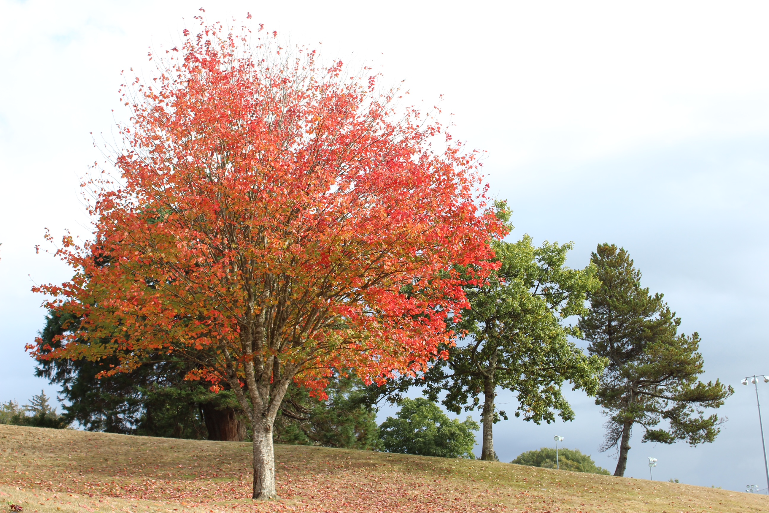 Fall foliage at Tapiola Park in Astoria, Oregon.