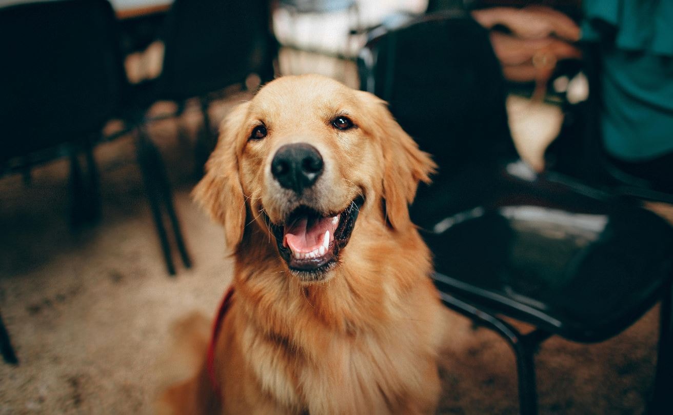 Pet friendly Hampton Inn Nicholasville