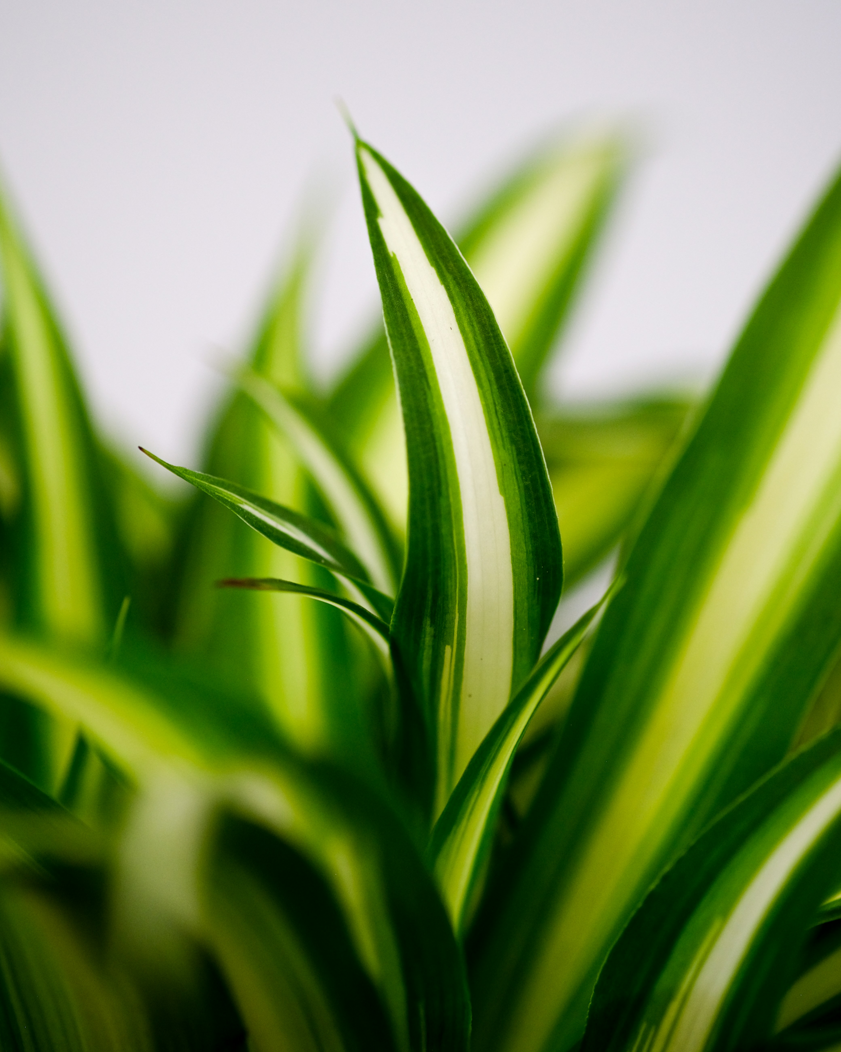 mature plant, green margins, hanging basket, large spider plant