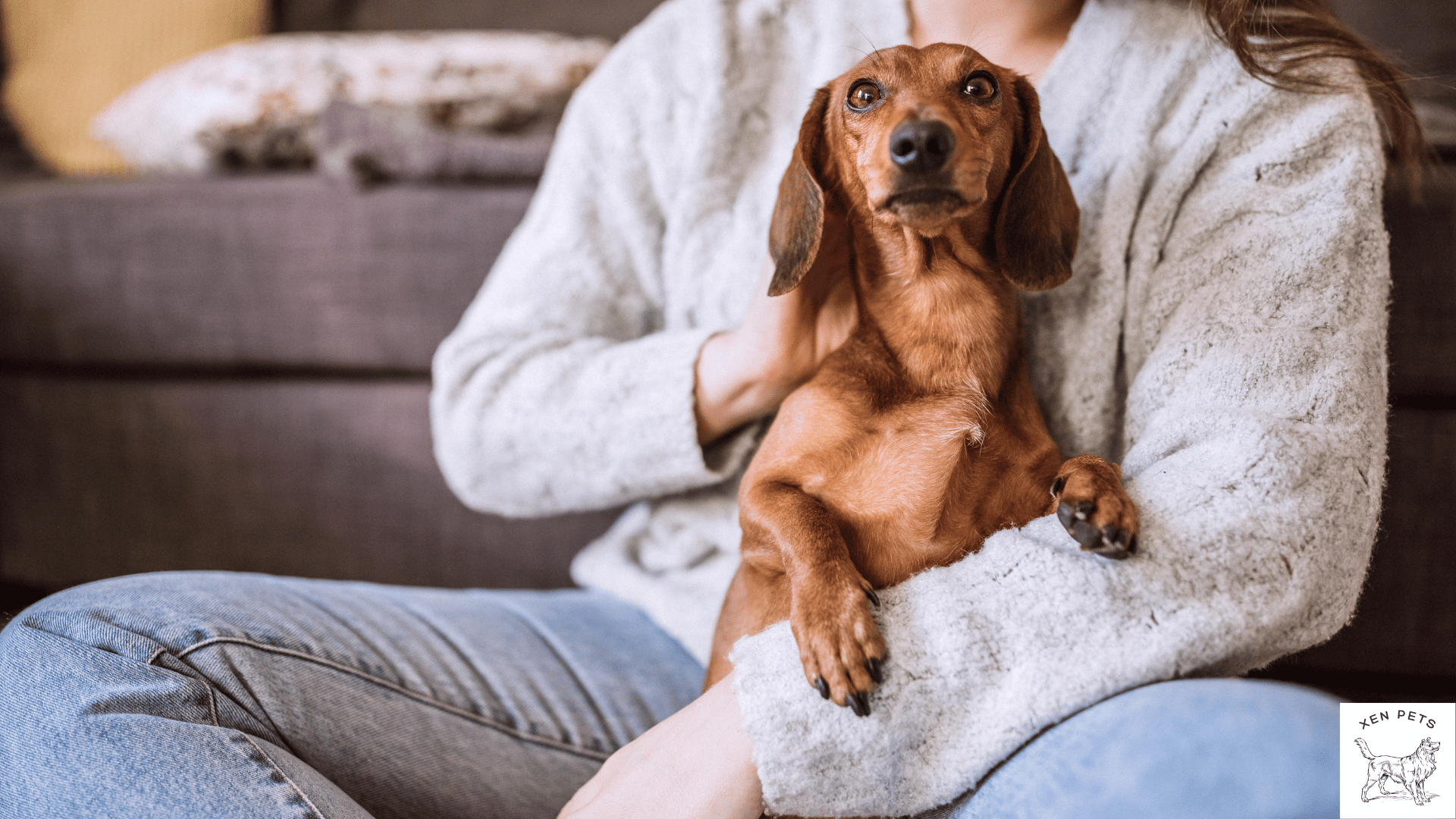 clingy dog on woman's lap