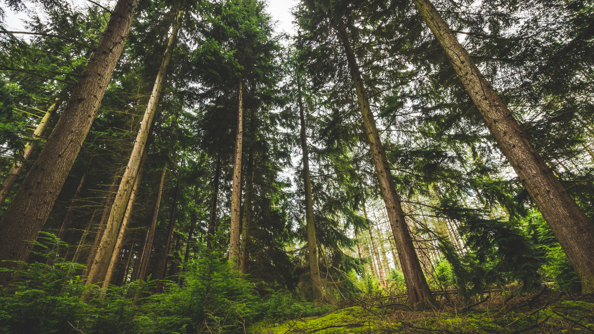 A forest of pine trees. North America is home to many pine species like eastern white pine and southern yellow pine.