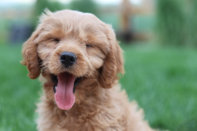 A Happy Golden Retriever Puppy