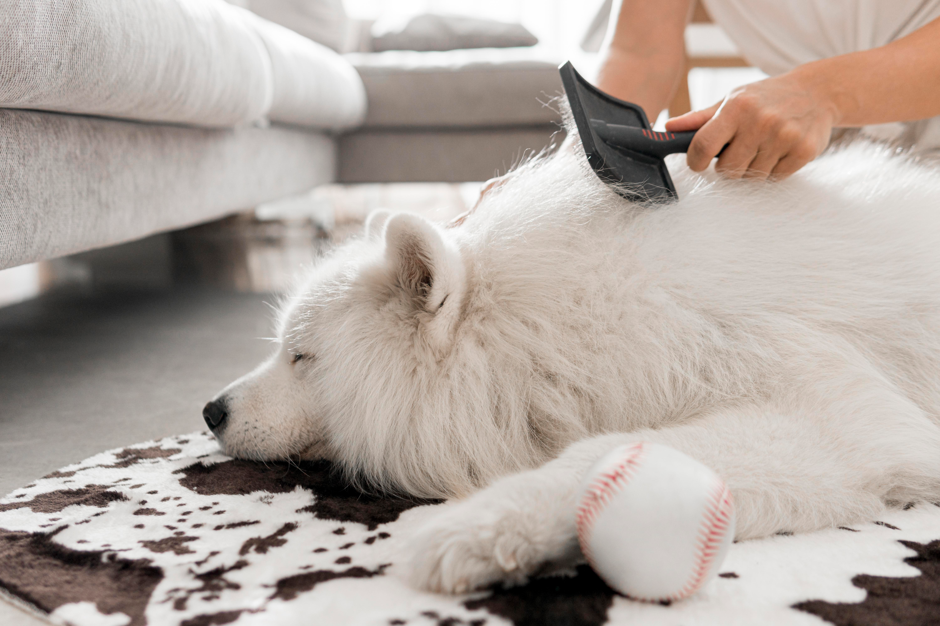 long haired dogs, dog's fur