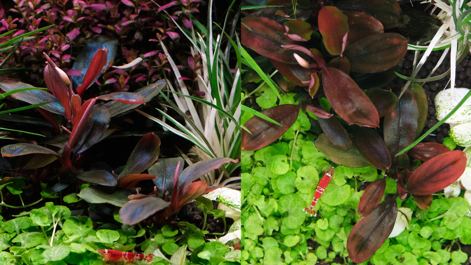 Bucephalandra sordidula blue from side view vs top view