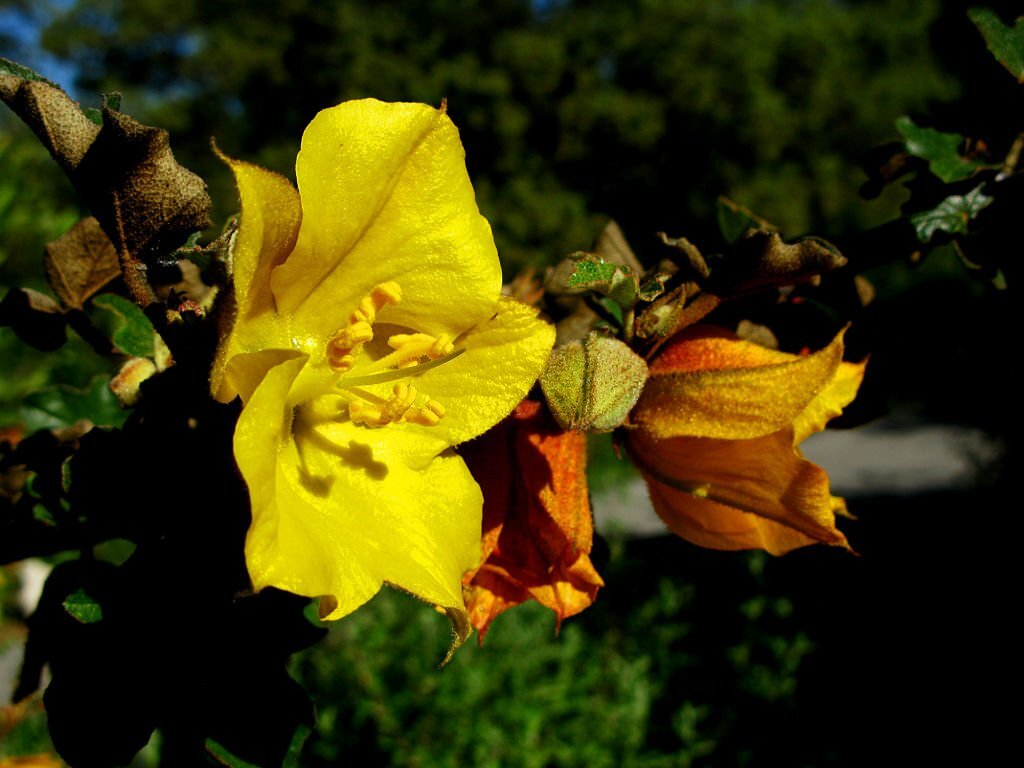 California Fremontia