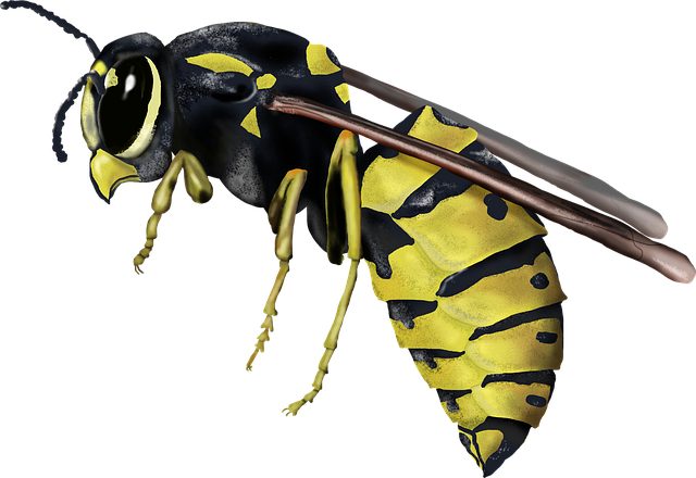 yellow jacket, wasp, insect