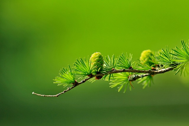 tall trees, branch, cones, needle like foliage, south america